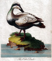 The Eider Duck