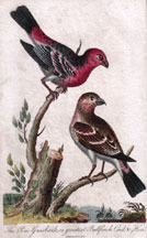 The Pine Grosbeak