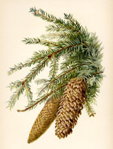 Spruce Fir Cones