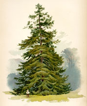 Spruce Fir