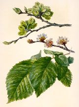 Fruit, Flowers, adn Leaves of Wych Elm