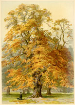 Horse Chestnut