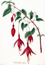 Fuschia globosa elegans