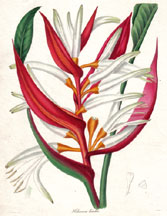 Haliconia bicolor