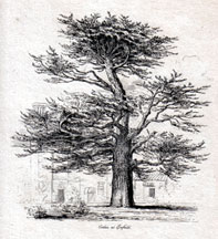 Cedar at Enfield