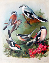 Plate 13, Shrikes