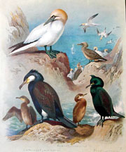 Plate 39, Cormorant, etc.