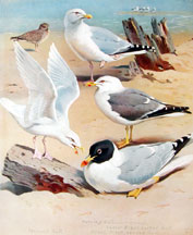 Plate 73, Gulls