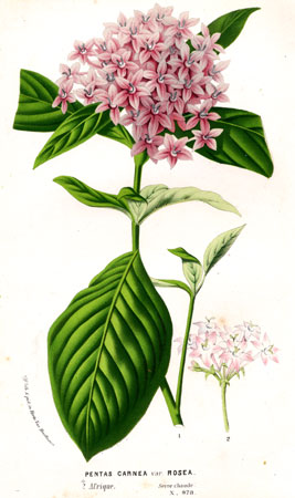 Pentas Carnea