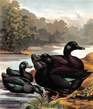 Black Ducks