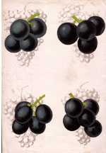 Grapes