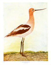 AMERICAN AVOCET