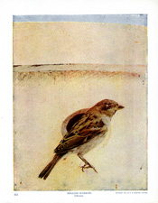 ENGLISH SPARROW