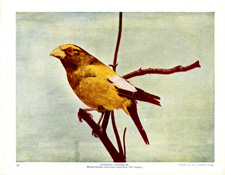 EVENING GROSBEAK