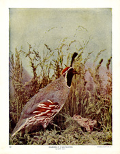 GAMBEL'S PARTRIDGE