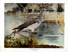 GREATER YELLOW SHANKS