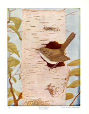 HOUSE WREN