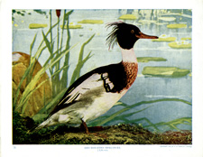 RED BREASTED MERGANSER