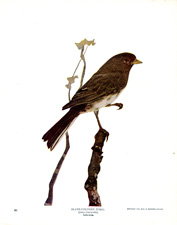 SLATE-COLORED JUNCO