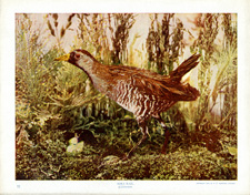 SORA RAIL