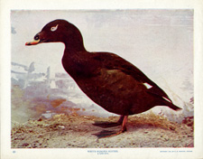 WHITE-WINGED SCOTER