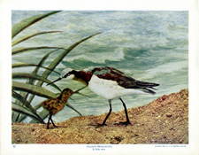 WILSON PHALAROPE