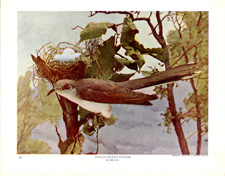 YELLOW-BILLED CUCKOO