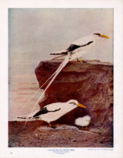 YELLOW-BILLED TROPIC BIRD