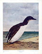 BRUNNICH'S MURRE