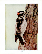 DOWNY WOODPECKER