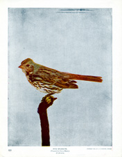 FOX SPARROW