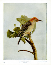 RED-BELLIED WOODPECKER