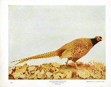 RING-NECKED PHEASANT