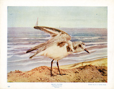 SNOWY PLOVER