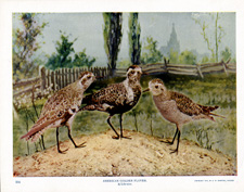 AMERICAN GOLDEN PLOVER