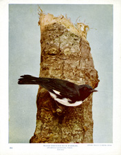 BLACK-THROATED BLUE WARBLER