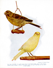 CANARY