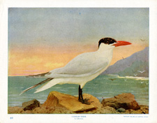 CASPIAN TERN