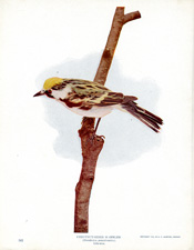 CHESTNUT-SIDED WARBLER