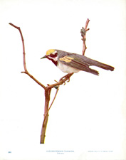 GOLDEN-WINGED WARBLER