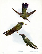 HUMMINGBIRDS