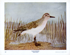 LEAST SANDPIPER