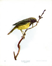 MOURNING WARBLER