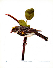 MYRTLE WARBLER