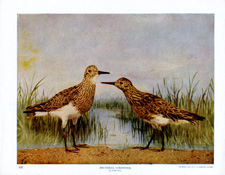 PECTORAL SANDPIPER