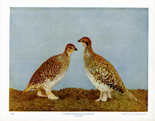 PRAIRIE SHARP-TAILED GROUSE