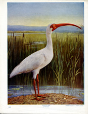 WHITE IBIS