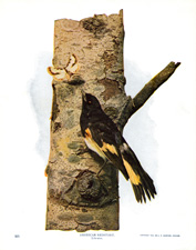 AMERICAN REDSTART