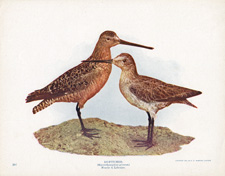 DOWITCHER