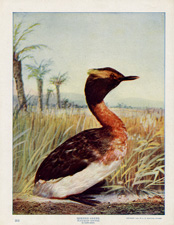 HORNED GREBE